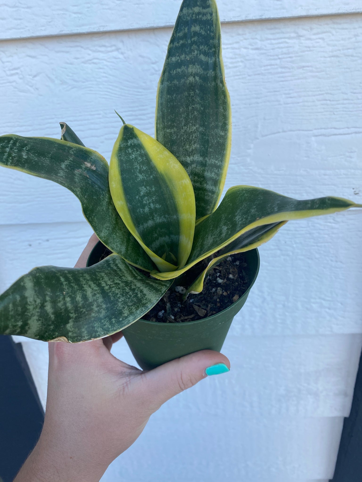 sansevieria trifasciata price Sansevieria Trifasciata Futura Superba