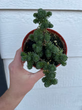 Sedum Miniature Joshua Tree (Sedum Multiceps)