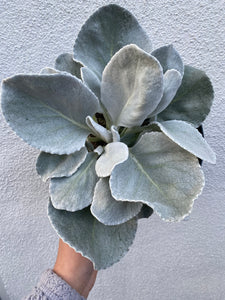 angel wings succulent plant Senecio Angel Wings (USPP 28830)