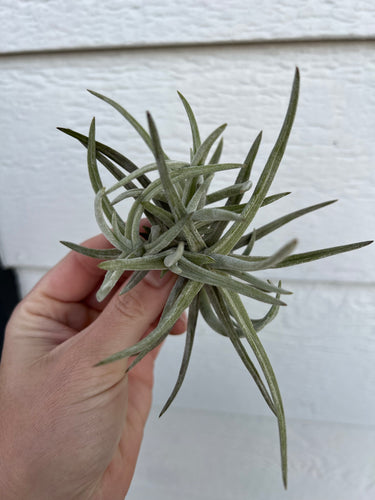 Tillandsia Glabior Cluster