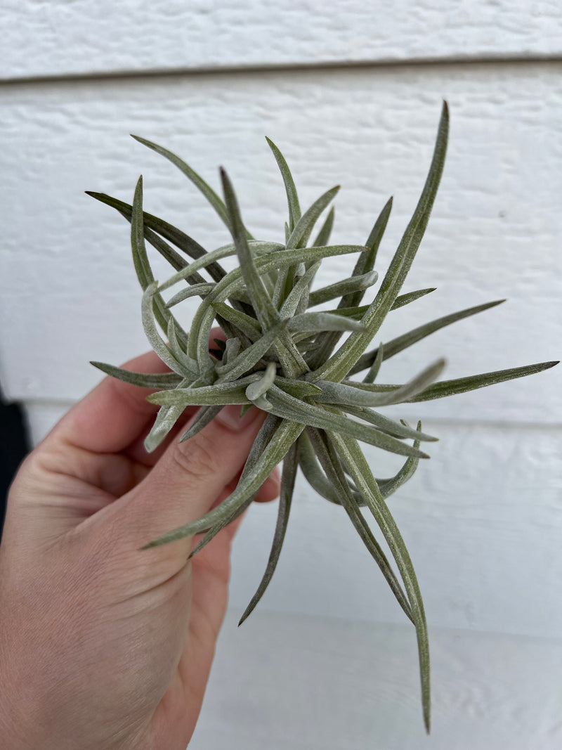 Tillandsia Glabior Cluster – In Succulent Love