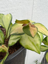 Hoya Heuschkeliana Variegated ( D )