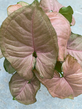 Syngonium Strawberry Cream