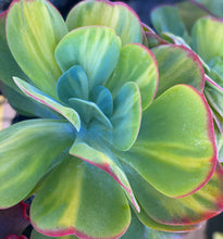 Kalanchoe Lucie Fantastic ‘Watermelon’ (Green Variegated)