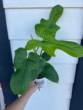 Philodendron Bipennifolium 'Golden Violin’