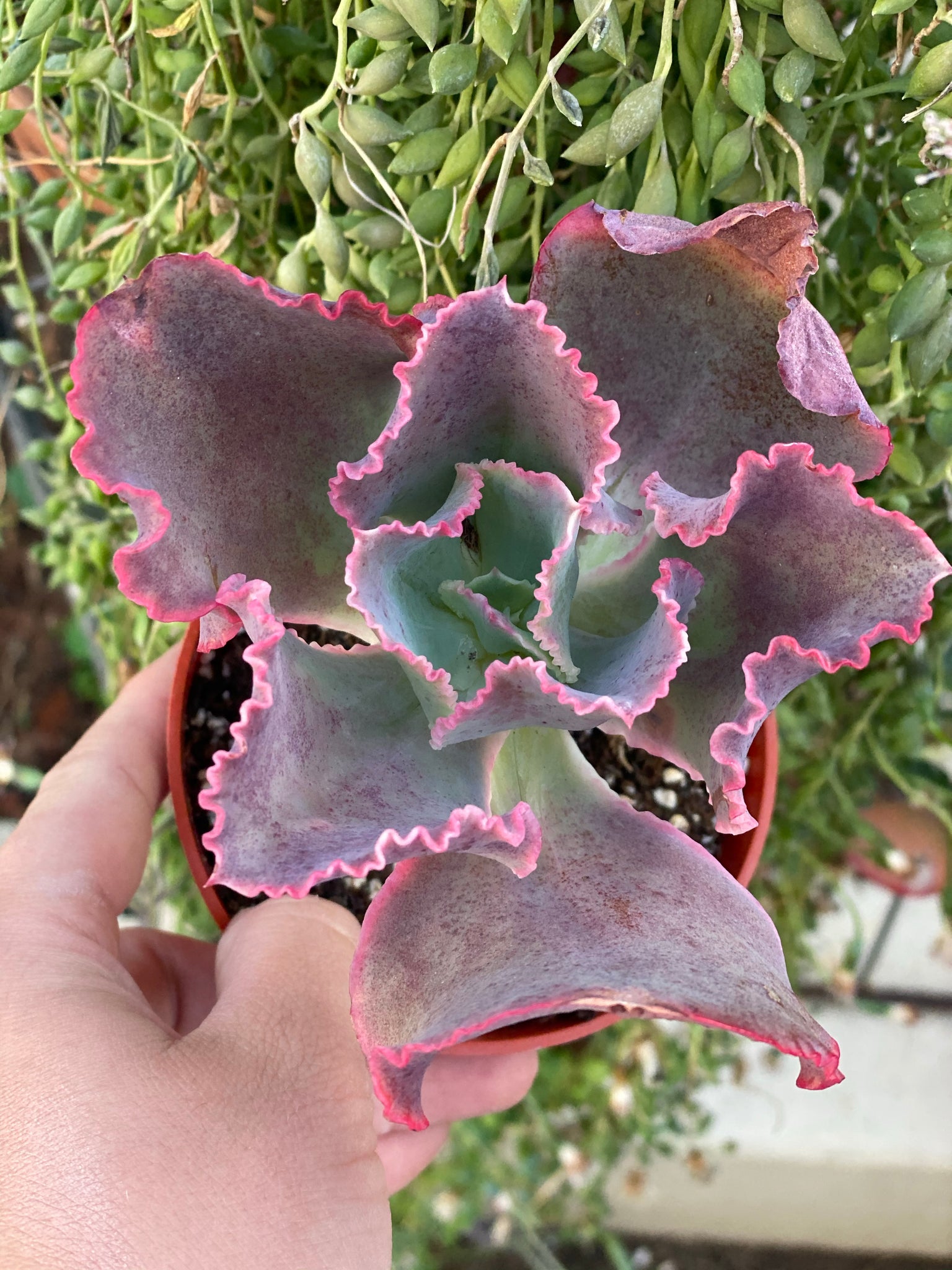 succulent dst Echeveria Dick's Pink – In Succulent Love
