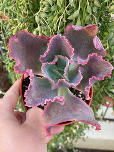 Echeveria Dick’s Pink