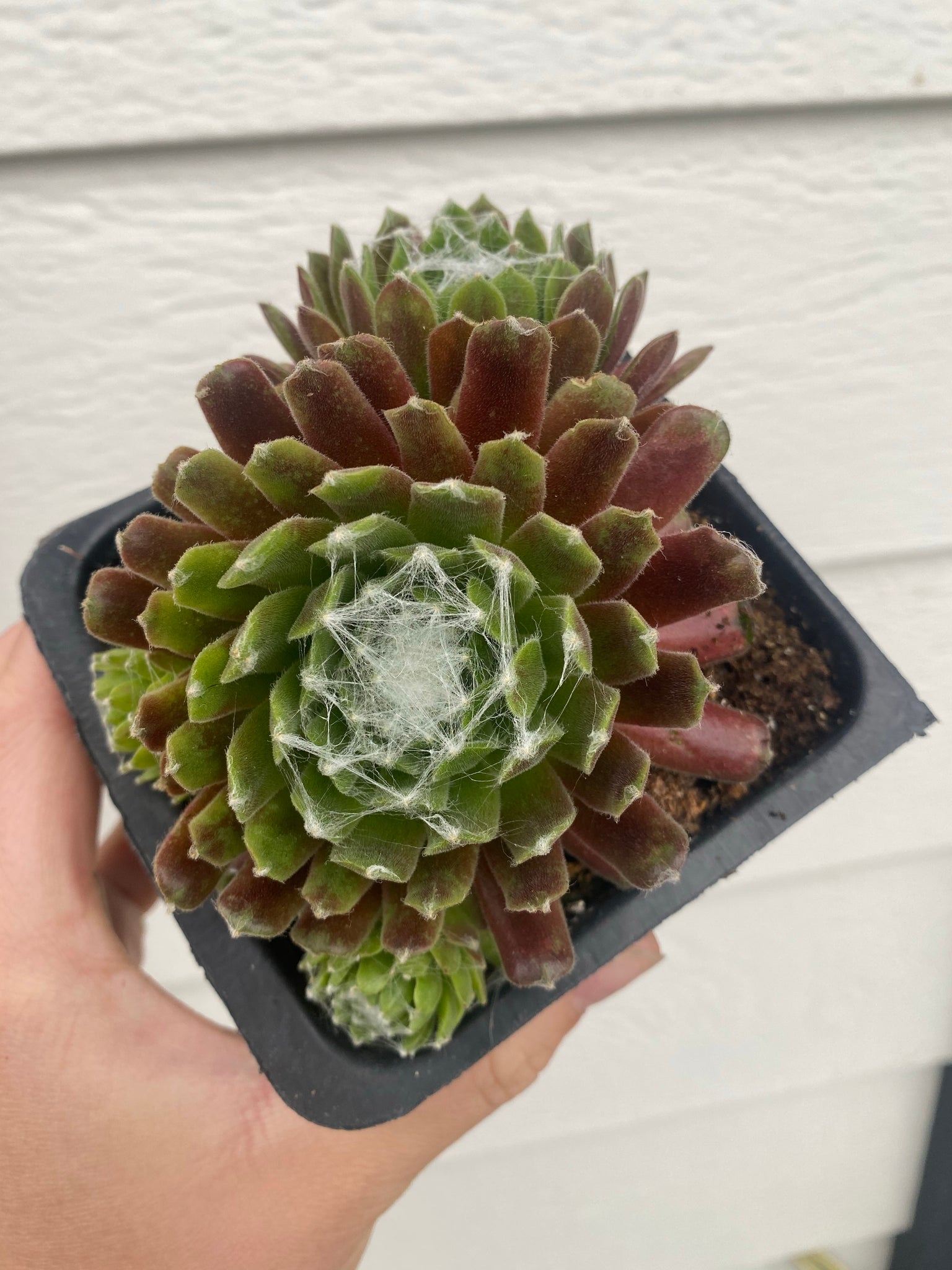 succulent with spider web Sempervivum Arachnoideum 'CobWeb' Hens & Chicks – In Succulent Love