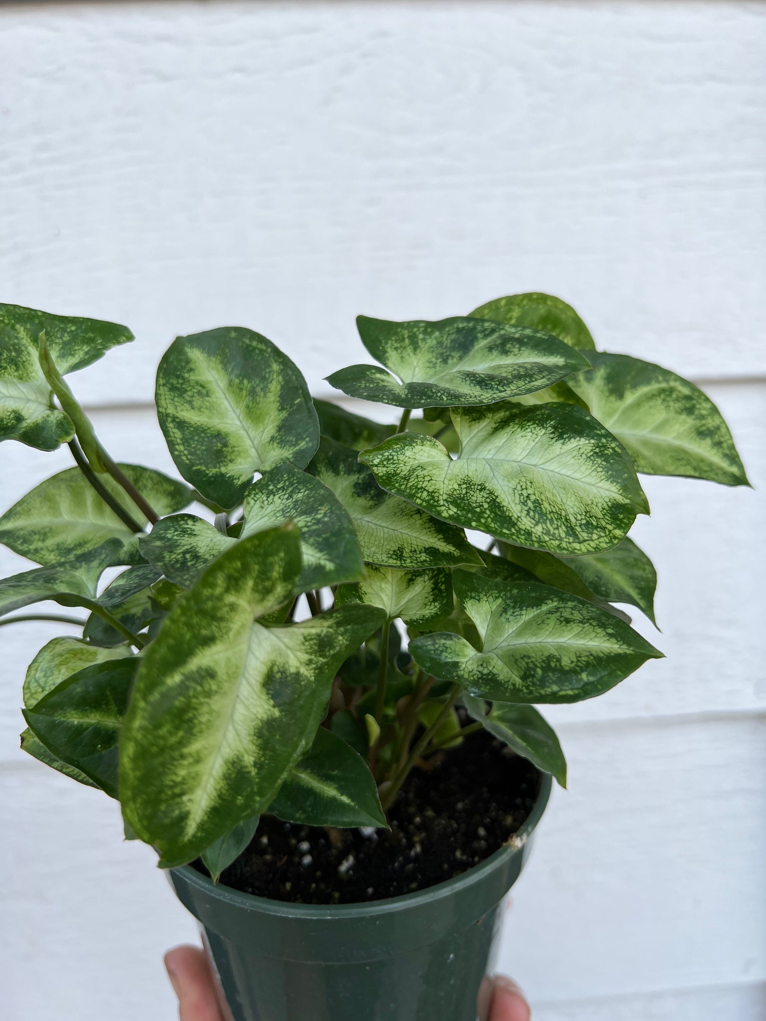 pixie plant succulent Syngonium Pixie – In Succulent Love