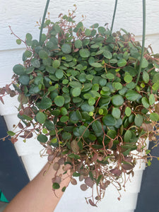 Peperomia Peperspot