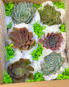 Medium Succulent Gift Box