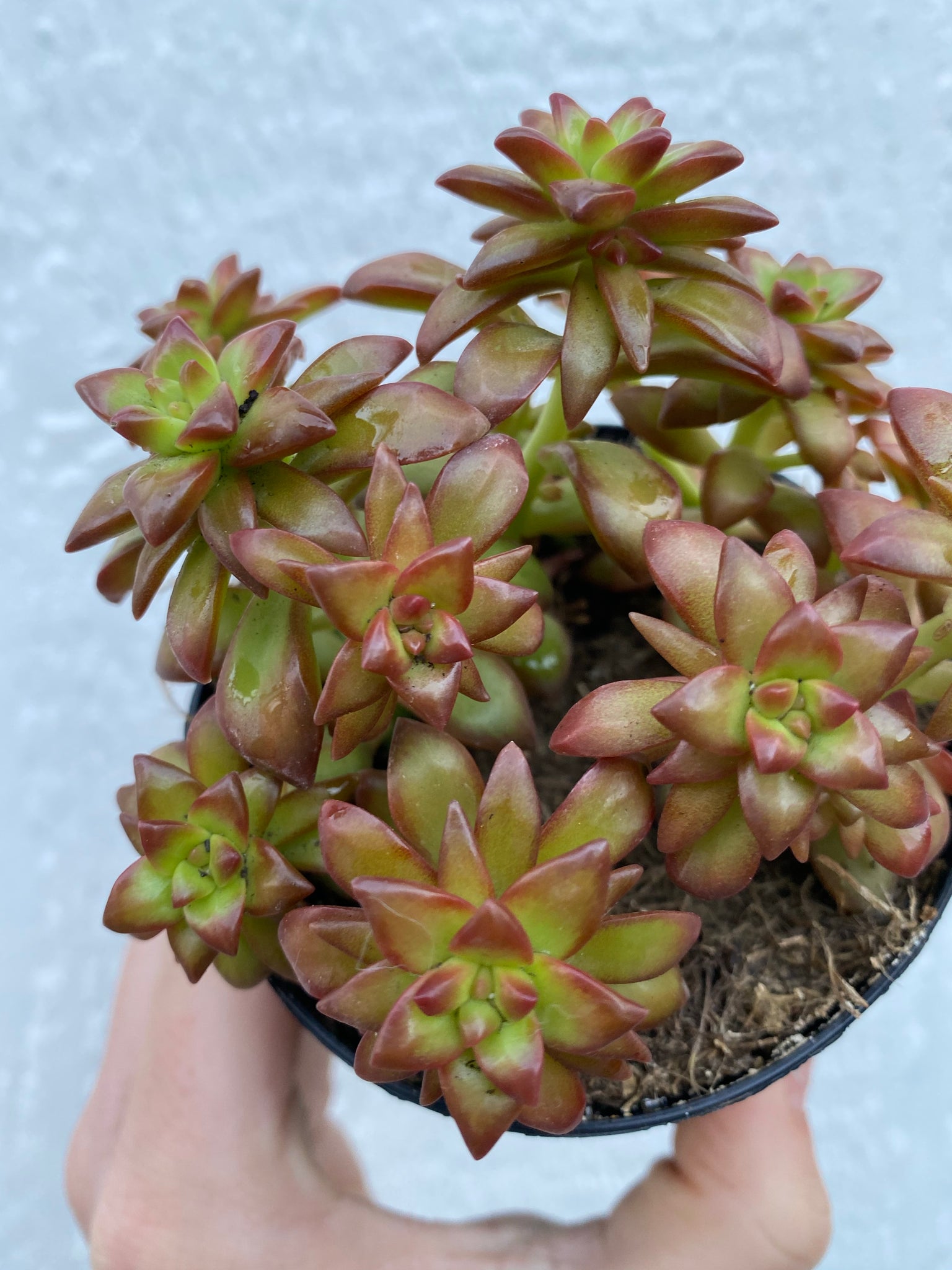 succulent shooting star Sedum Adolphi 'Shooting Star' – In Succulent Love
