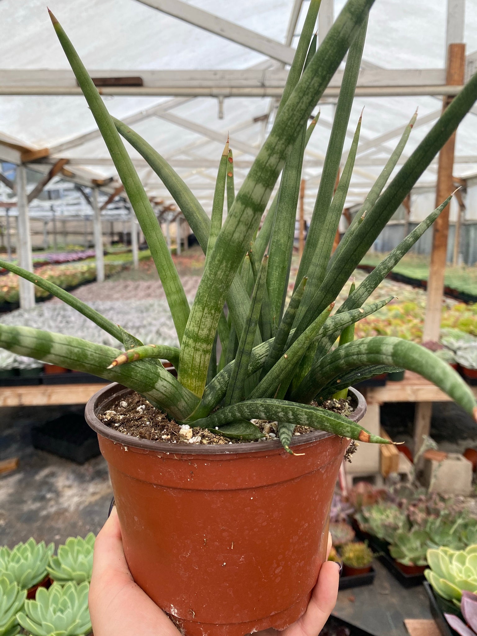 cylindrical snake plant for sale Sansevieria Cylindrical – In Succulent Love