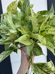 Pothos Snow Queen