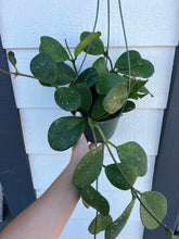 Hoya Obovata