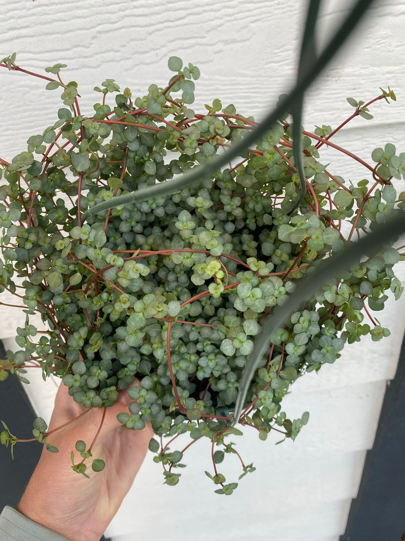Pilea glauca 'Red Stem Tears' – In Succulent Love