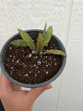Hoya Sigillatis