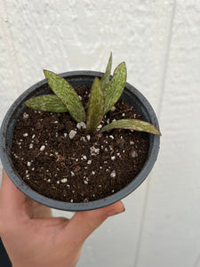 Hoya Sigillatis