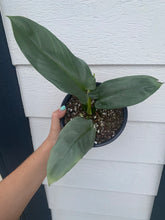 Philodendron Silver Sword