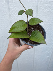 Hoya Parasitica Black Margin