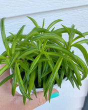 Peperomia Green Bean