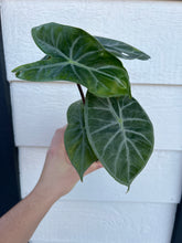 Alocasia Ebony