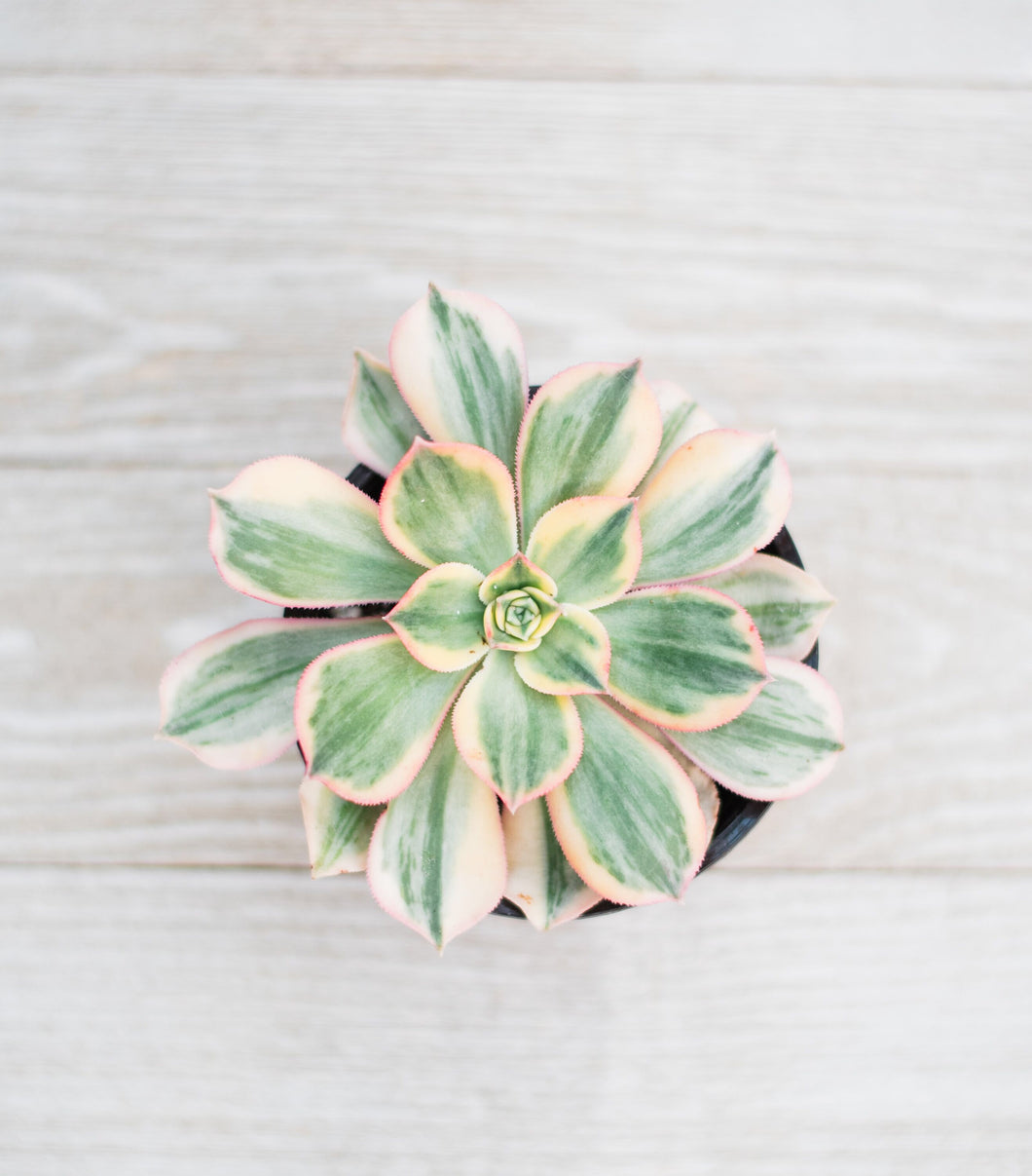 Aeonium Sunburst