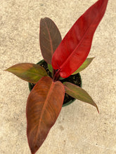 Philodendron ‘Sun Red’