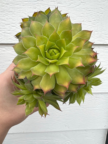 Sempervivum Gold Nugget (PP# 28284)