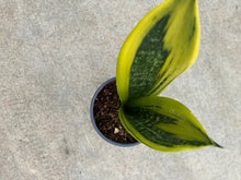 Sansevieria Trifasciata Gold Flame