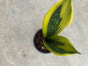 Sansevieria Trifasciata Gold Flame