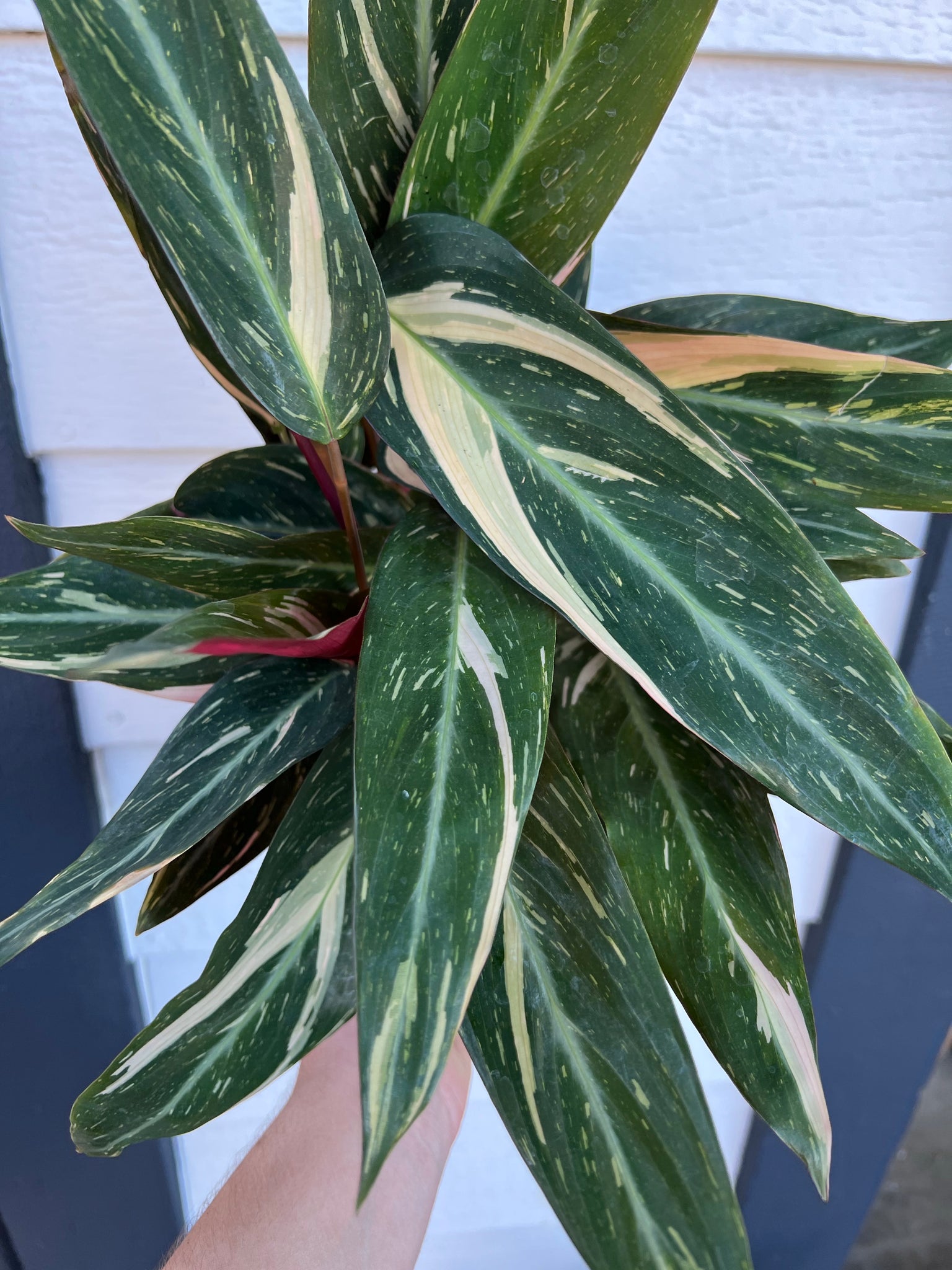 magic star prayer plant Stromanthe Magic Star Calathea – In Succulent Love