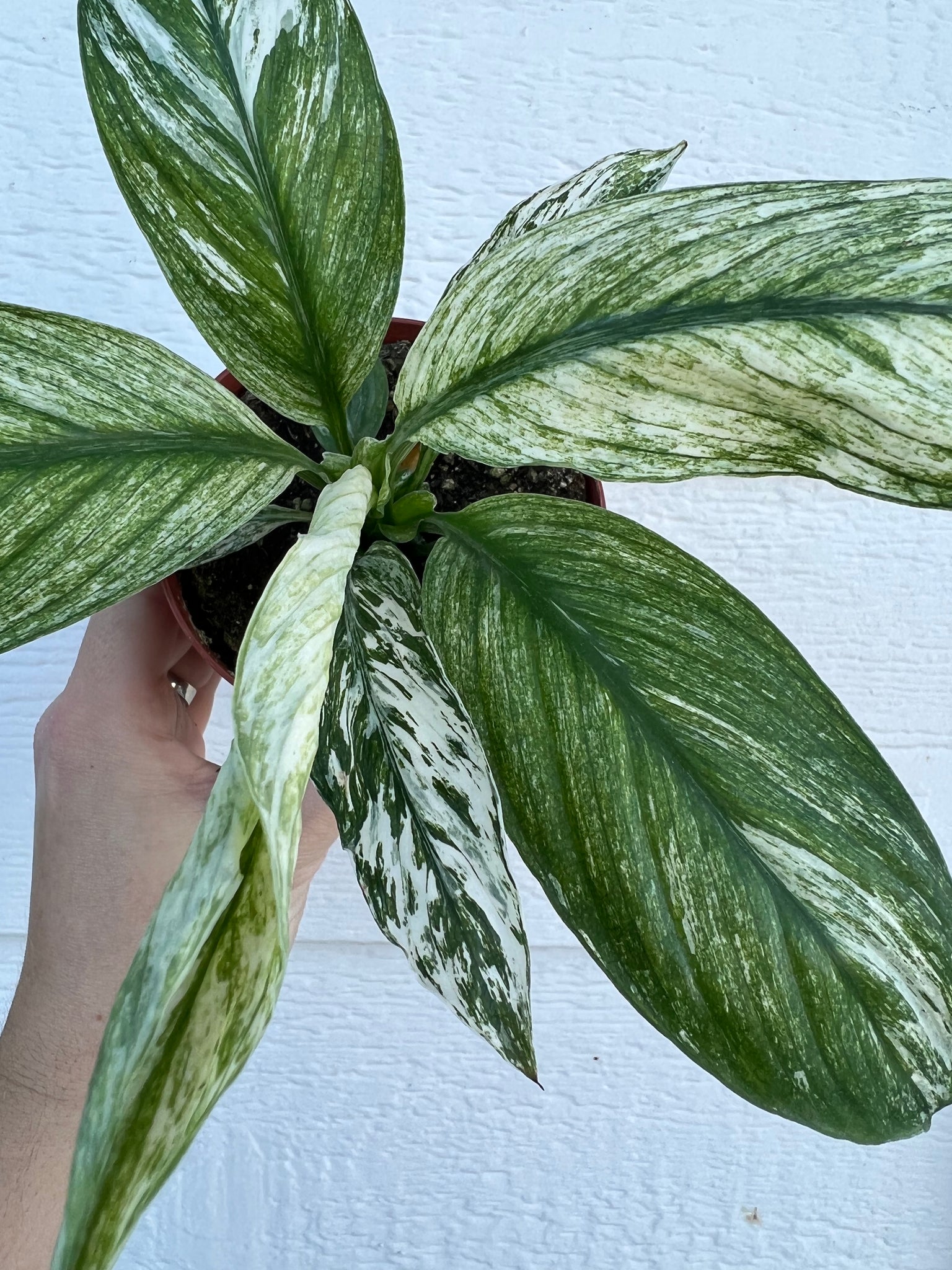 aglaonema peace lily Spathiphyllum Sensation Variegated / Spathiphyllum 'Jessica' (Peace Li – In Succulent Love