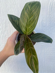 Aglaonema Chinese Evergreen 'Chocolate'