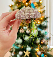 Hanging Airplant Jellyfish