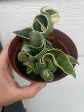 Hoya Variegated Carnosa Compacta Hindu Rope