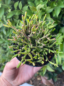 Rhipsalis
