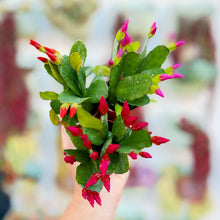 Spring Easter Cactus Trio (2in Pots)