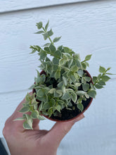 Dischidia Variegated Million Hearts (Dischidia ruscifolia variegata)