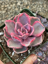 Echeveria Rainbow