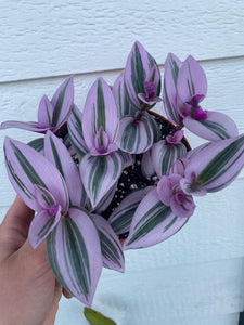 Tradescantia Nanouk Pink Wandering Jewel