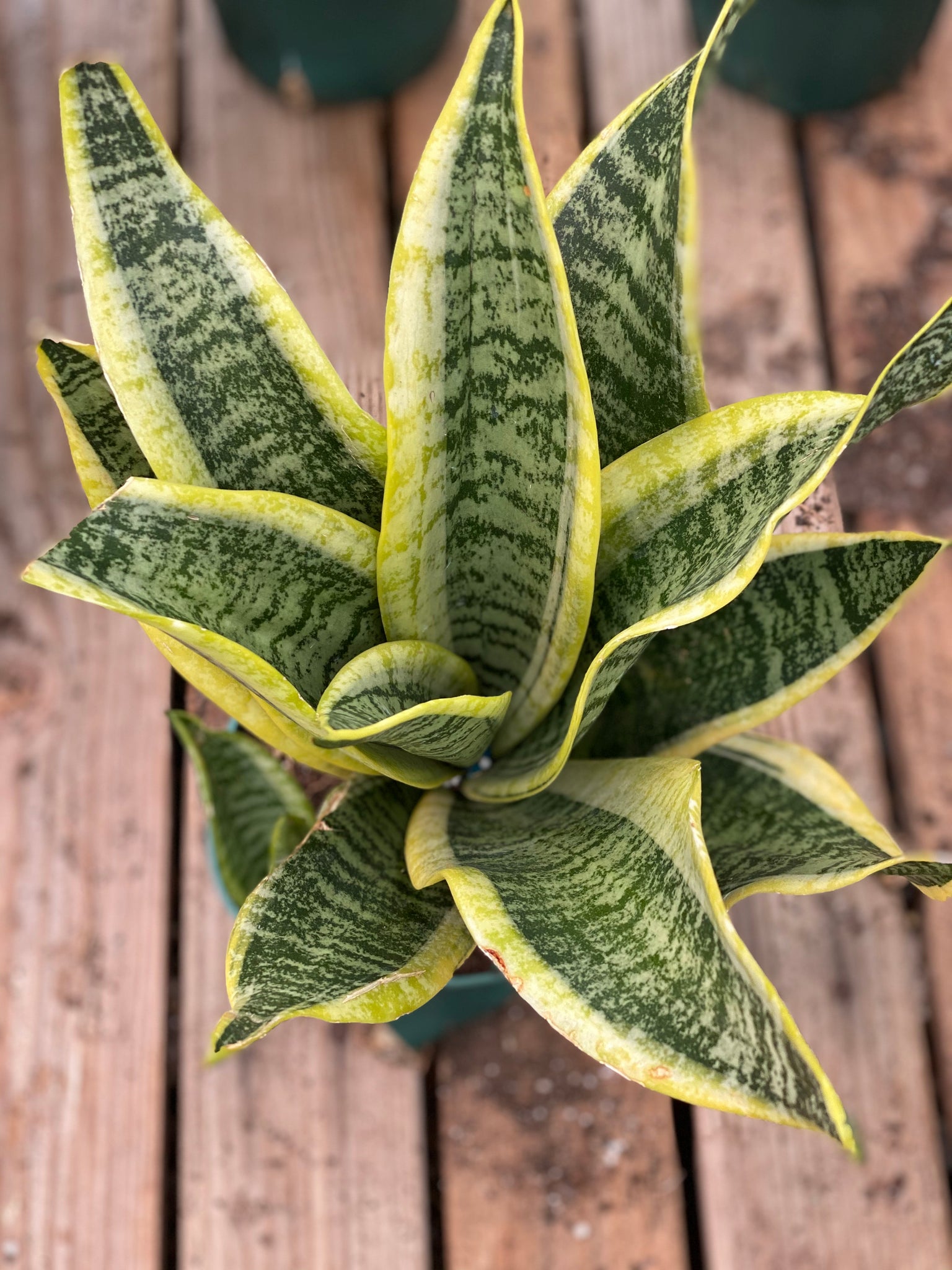 sansevieria trifasciata twist Sansevieria Twist – In Succulent Love