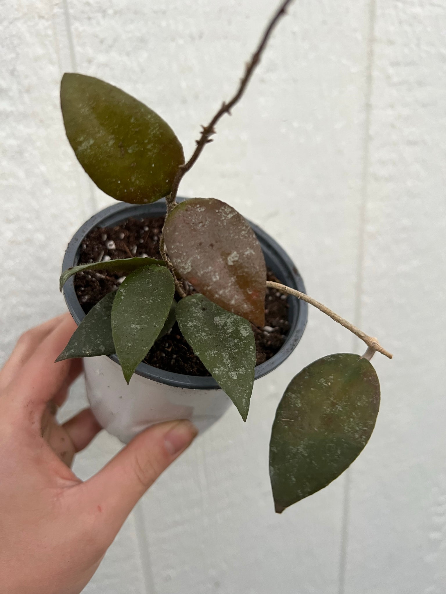 Hoya Caudata Sumatra In Succulent Love Hoya Caudata Sumatra In Succulent Love