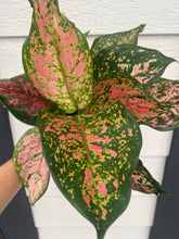 ‘Red Valentine' Chinese Evergreen Aglaonema