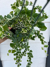 Ficus Variegated Creeping Fig (Ficus Repens Variegated)