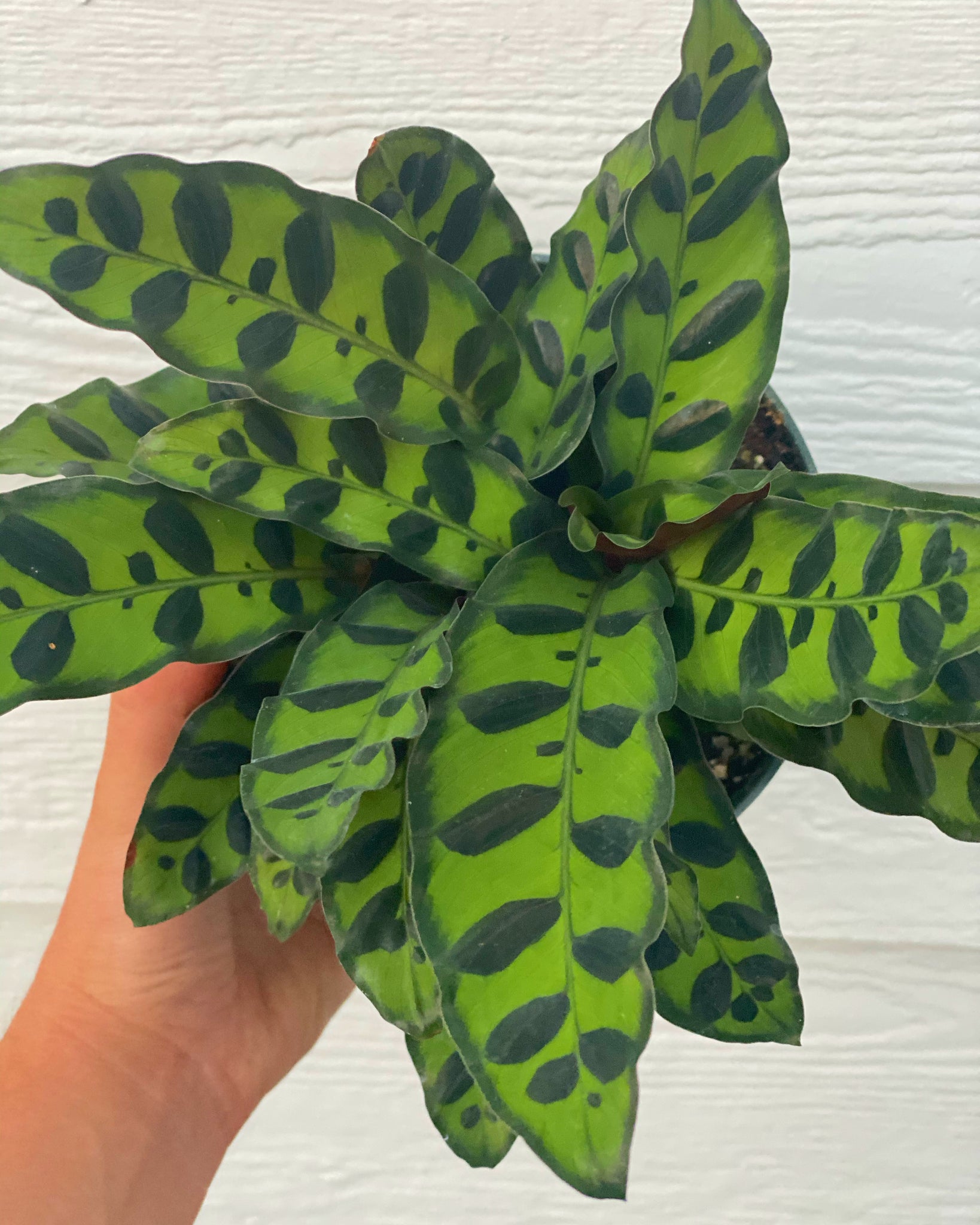calathea snake plant Calathea Rattlesnake – In Succulent Love