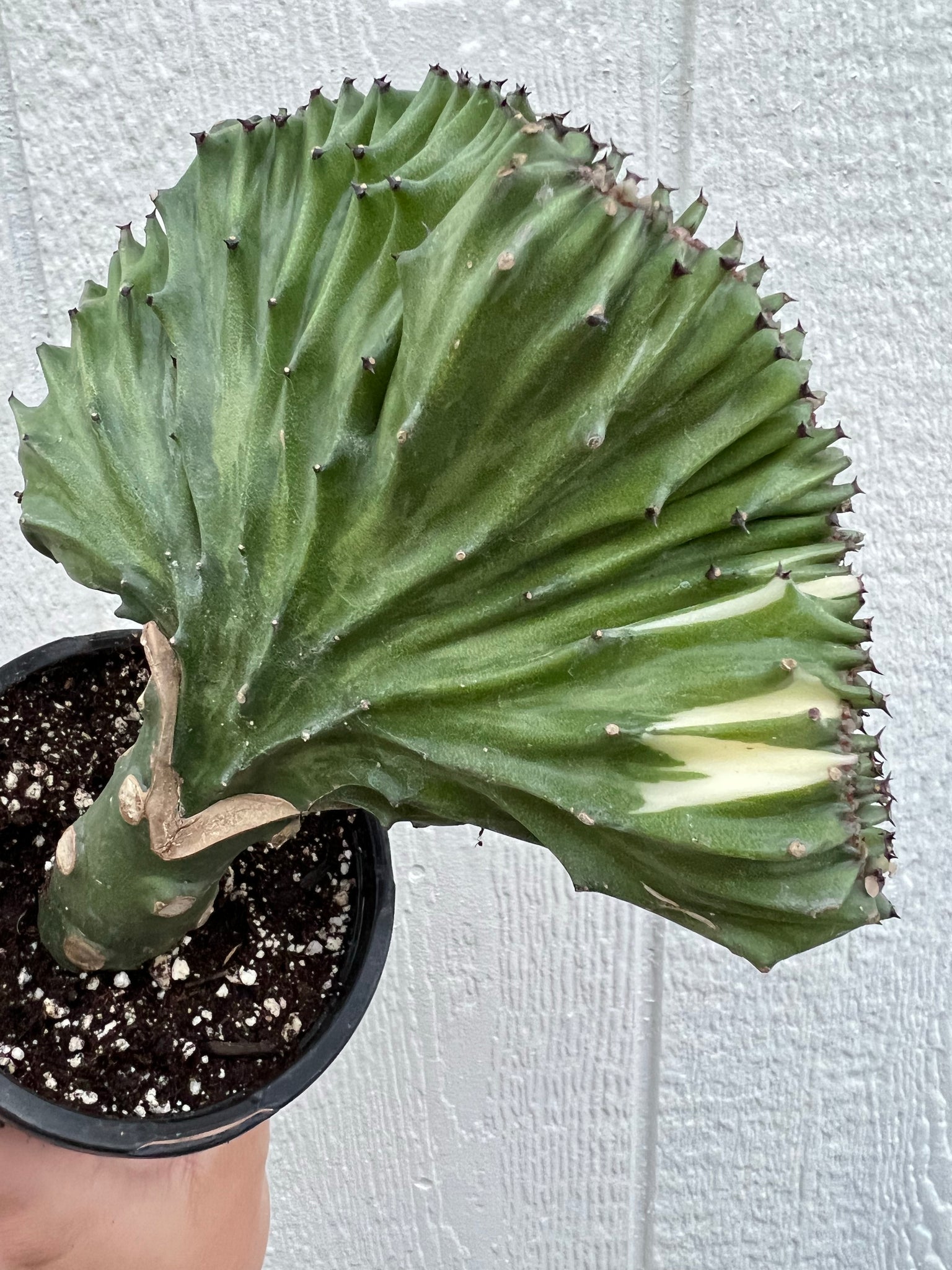 succulents mermaid tail Mermaid Tail Cactus / Coral Cactus