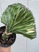 Mermaid Tail Cactus / Coral Cactus - Green Variegated (Euphorbia Lactea Cristata)