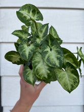 Syngonium Pixie