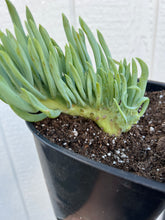 Mermaid Tail - A ( Crested Senecio Vitalis )